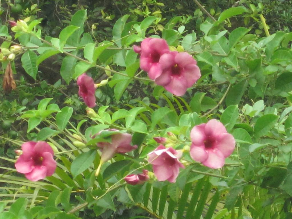 Ranith Villa Tangalle Pokoj fotografie