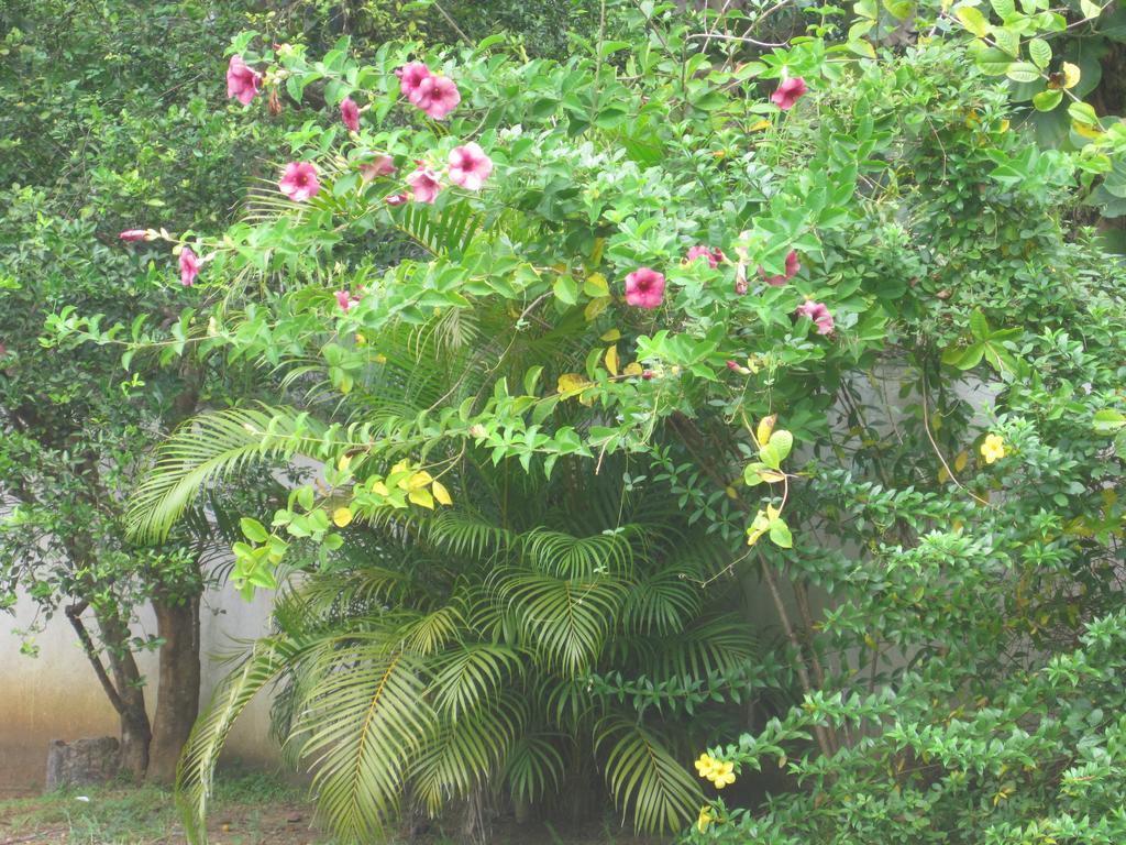 Ranith Villa Tangalle Exteriér fotografie